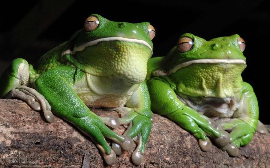 zhaba_es-of-australia-white-lipped-tree-frogs-900x562.jpg