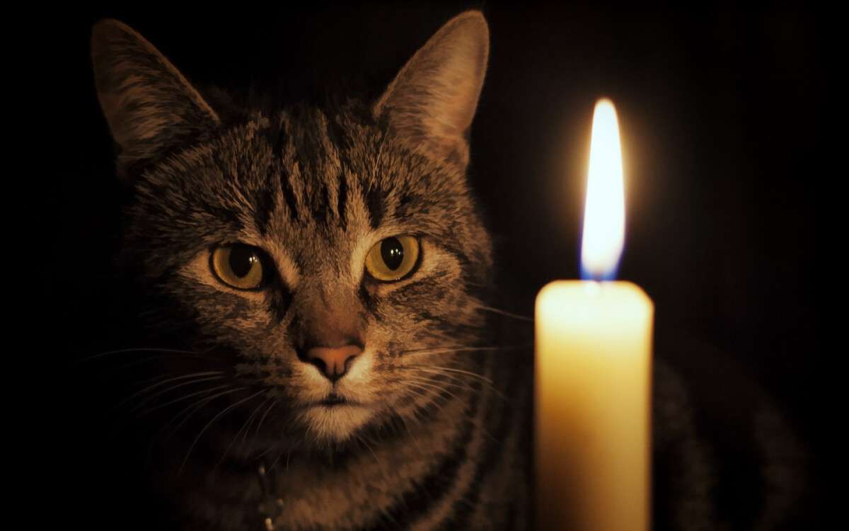 cat-lighted-candle-desktop-background.jpg