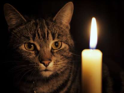 cat-lighted-candle-desktop-background.jpg