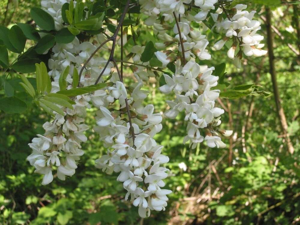 black-locust.jpg