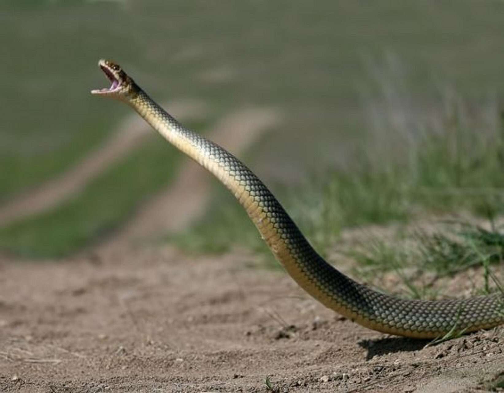Змея 1 часть. Желтобрюхий полоз (Dolichophis caspius). Желтобрюхий Каспийский полоз. Полоз змея желтобрюхий. Желтобрюхий полоз Краснодарский.