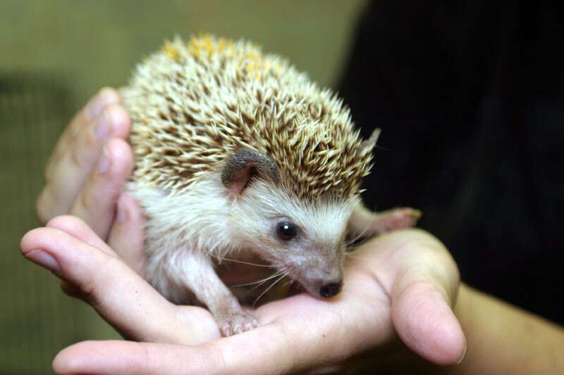 ezhik_african_pygmy_hedgehog_69610.jpg