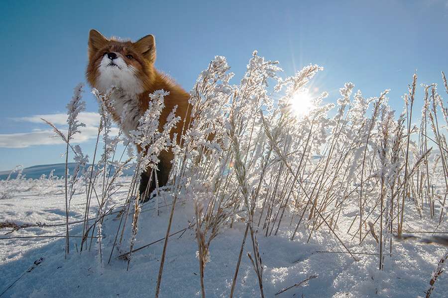 fox-in-snow-and-heather.jpg