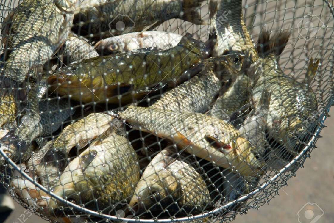 1851970-fish-in-a-fishing-nets-stock-photo-net.jpg