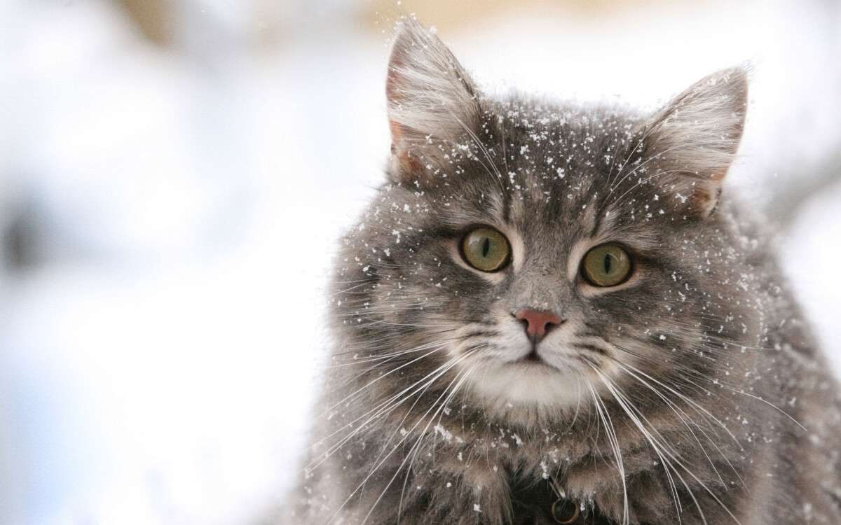 snow-cat_meantux_nc.jpg