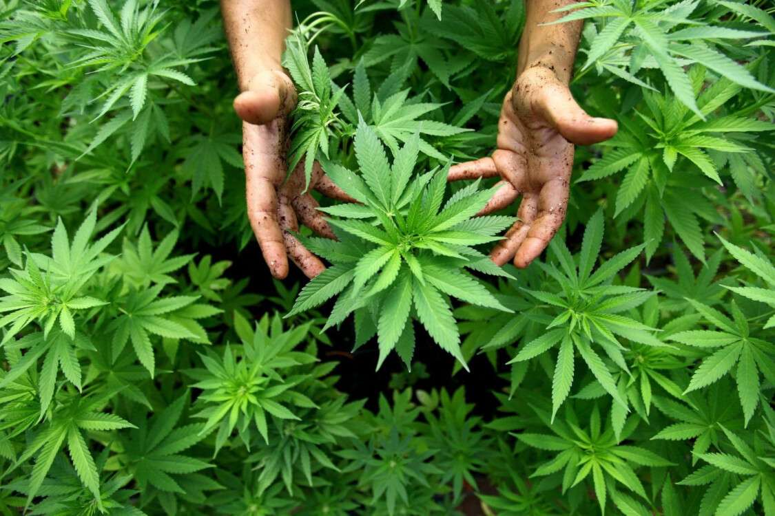 growing-cannabis.jpg