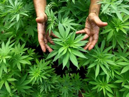 growing-cannabis.jpg