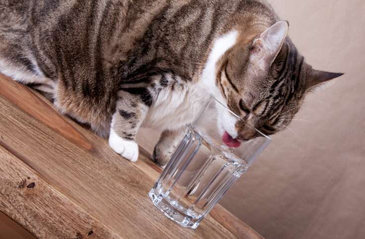 600px-cat-drinking-water-glass.jpg