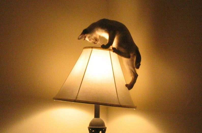 cat-lamp-5.jpg