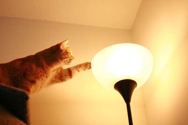 Включи выключи котов. Кот выключает свет. Кот и лампочка. Кошачьи лампы для дома. Ламповый кот.