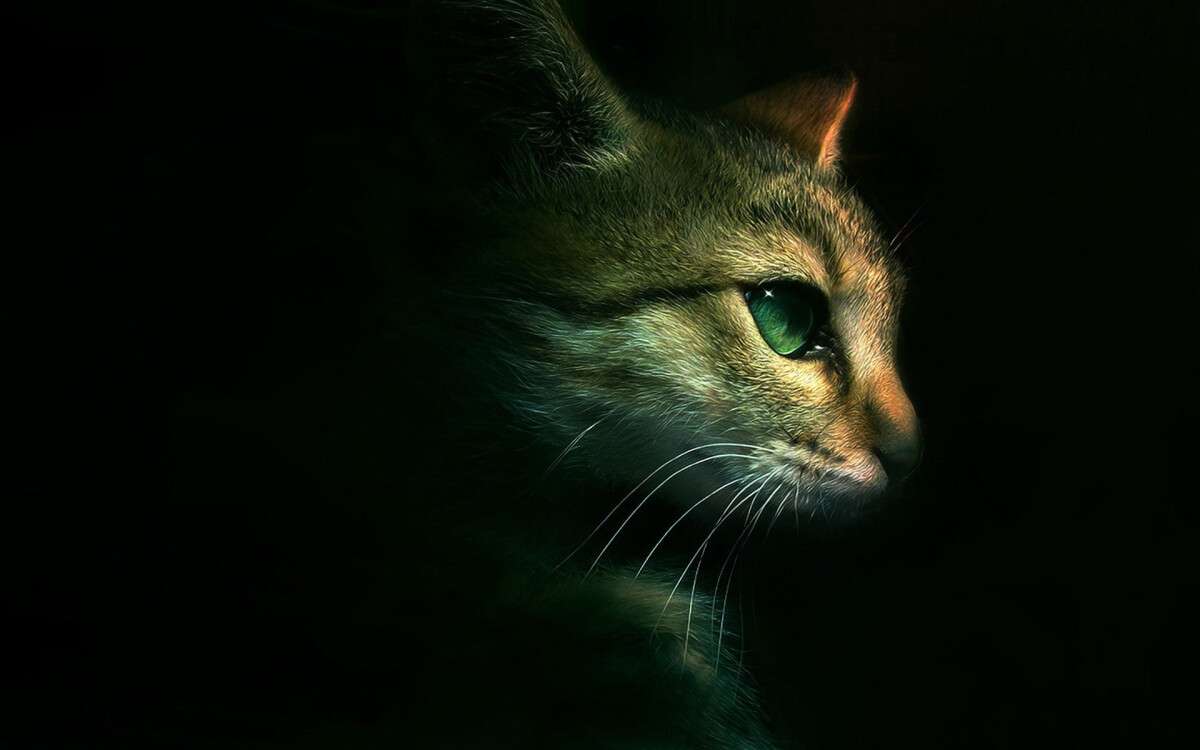 cat-darkness_1.jpg