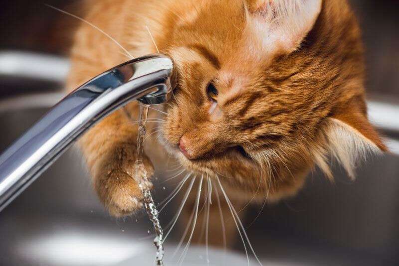 best-cat-water-fountain-reviews-2.jpg