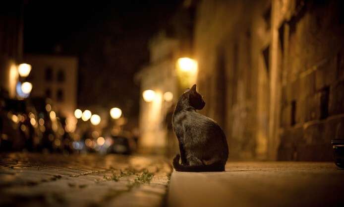 cat-city-street-night-lights-hd-wallpaper-694x417.jpg