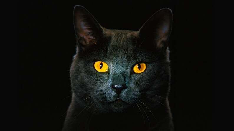 black_cat_in_darkness_wallpaper_1280x720_wallpaperhere.jpg