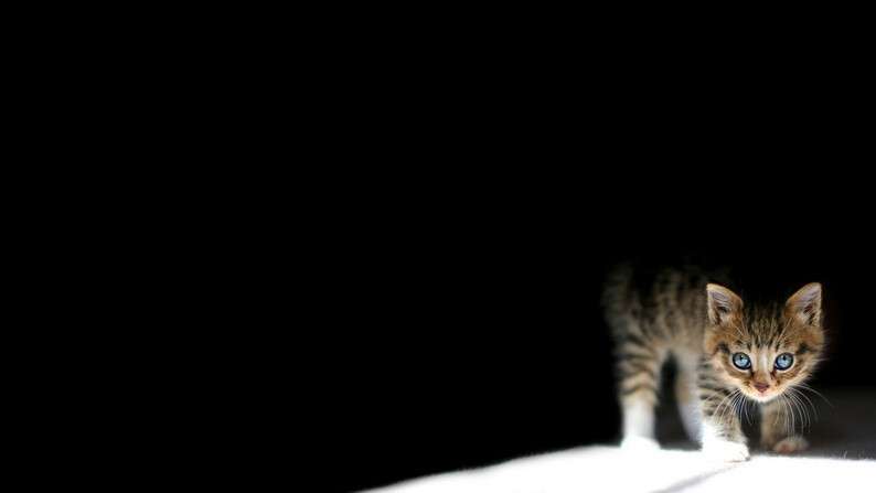 animals_cats_small_cat_peeking_out_of_the_darkness_046775_.jpg