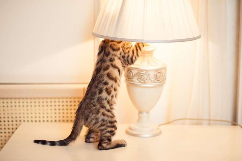 animals_cats_bengal_cat_and_the_lamp_044823_.jpg