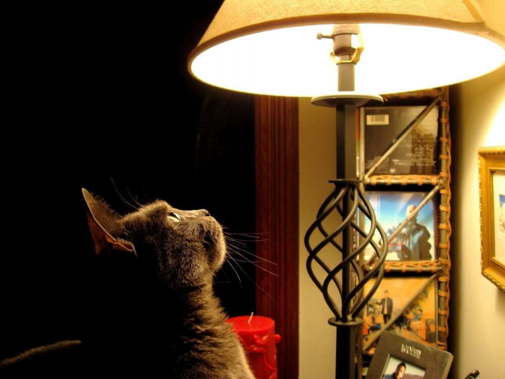 animals_cats_cat_and_lamp_035925_.jpg