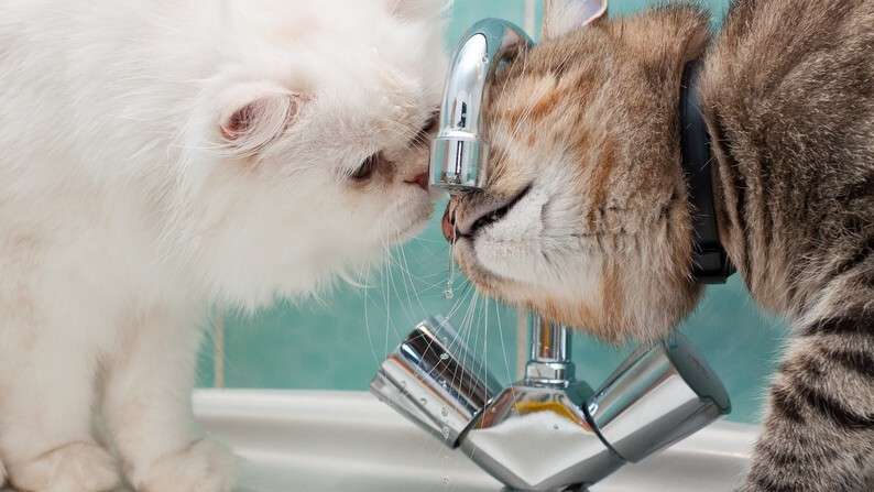 animals_cats_two_cats_drink_water_from_the_tap_097771_.jpg