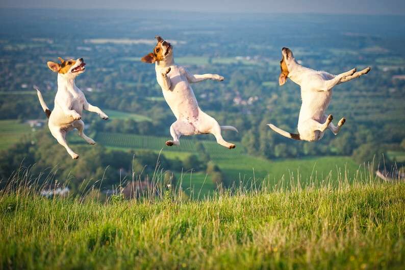 rhian-white-flying-dogs-pixanews-10.jpg