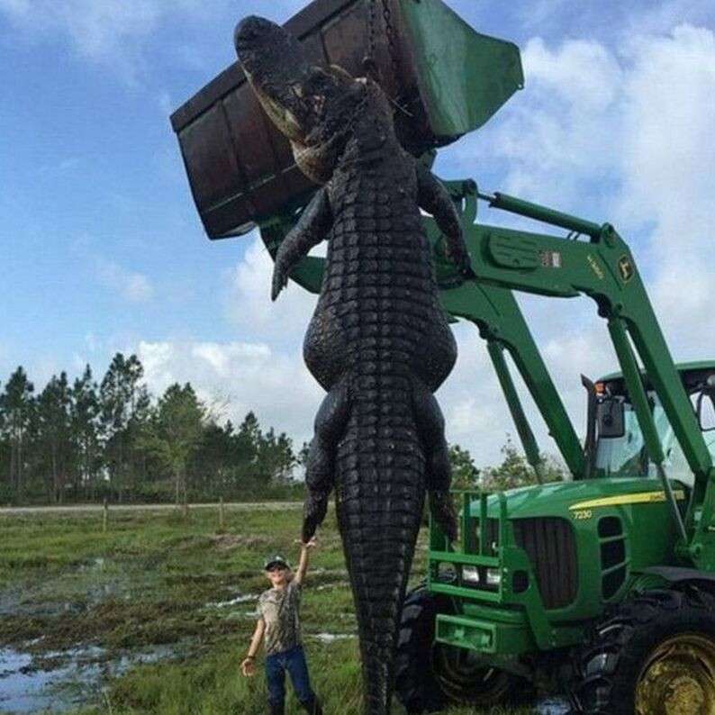 160406105329_giant_alligator_capture_in_florida_624x624_leelightseyoutwestfarm_nocredit_0