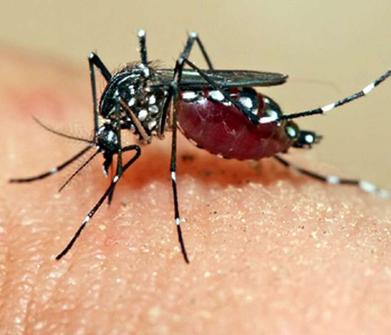 aedes_aegypti_feeding.jpg