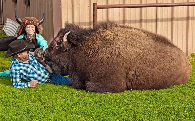 buffalo-whisperer-rc-bridges-pet-bison-008.jpg