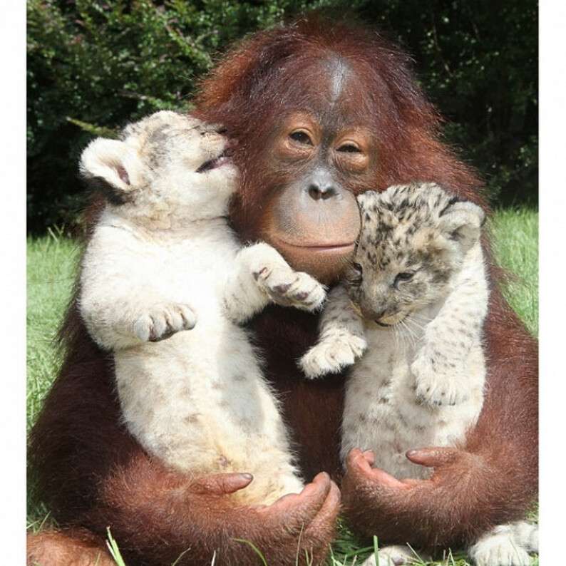 5927460-650-1453369785-two-tiger-cubs-in-the-hug-of-an-orangutan