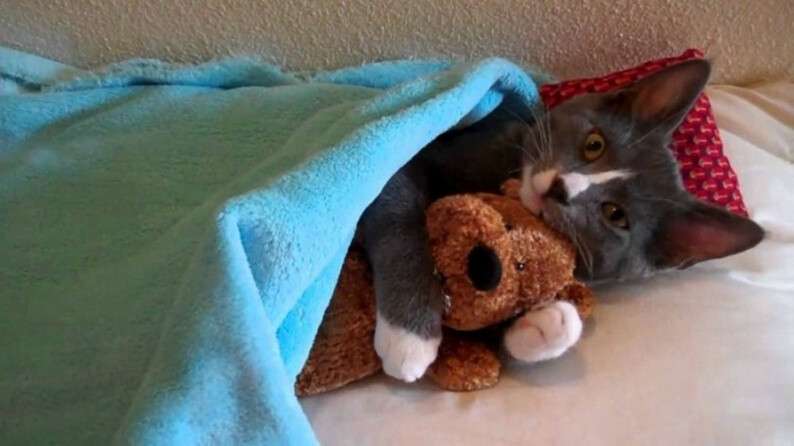 5926110-650-1453369785-cat-hugs-bear-edited