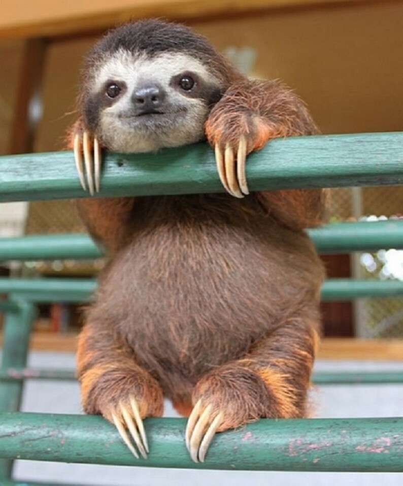 5926410-650-1453369785-happy-animals-4