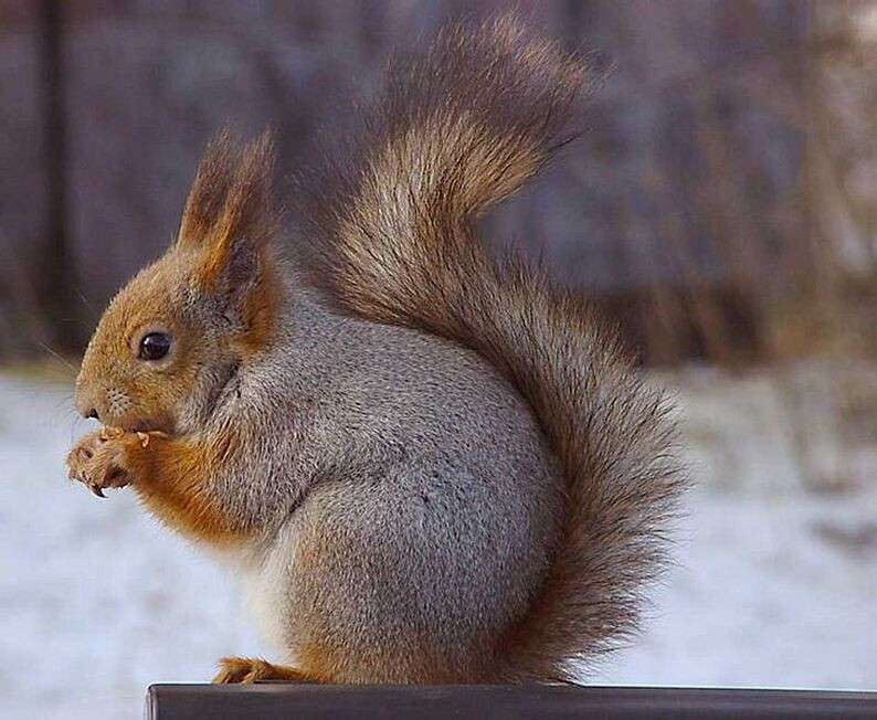 729px-mattiparkkonen_orava.jpg