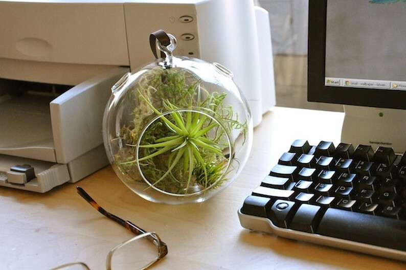 globe-terrarium-office