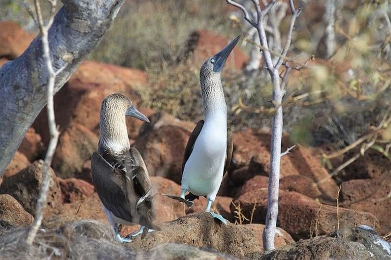 galapagos-islands-894499_640