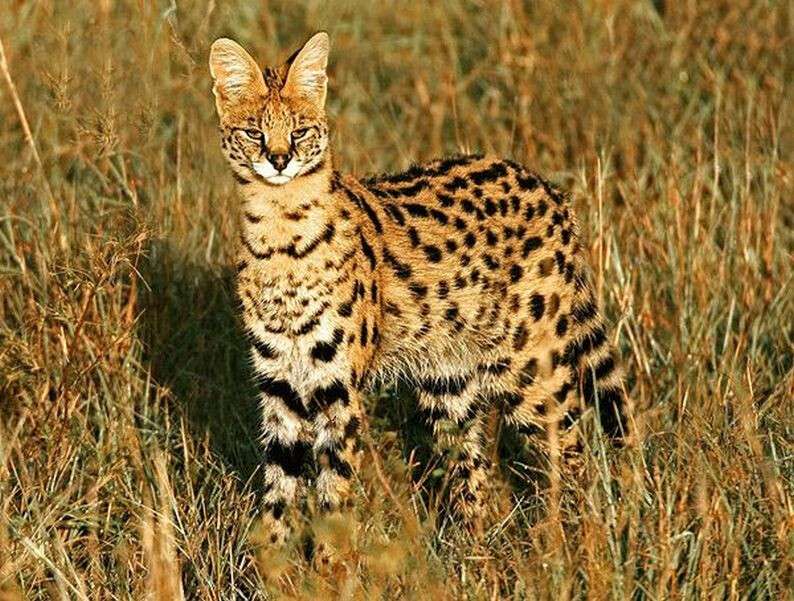 6-serval