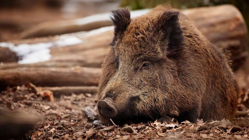 animals_beasts_wild_boar_079652_.jpg