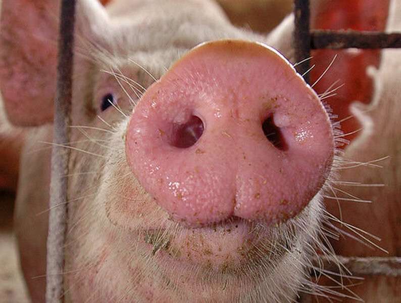 ssha-porosyat-atakuet-smertelnyy-virus-ceny-na-svininu-byut-rekordy.jpg