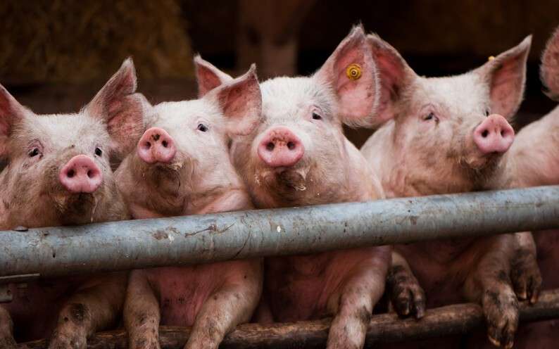 1443600030_animals_pigs_pigs_pose_for_the_photographer_069651_.jpg