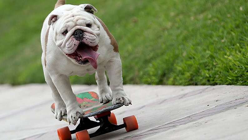 longest-human-tunnel-travelled-through-by-a-skateboarding-dog-header_tcm25-405507.jpg