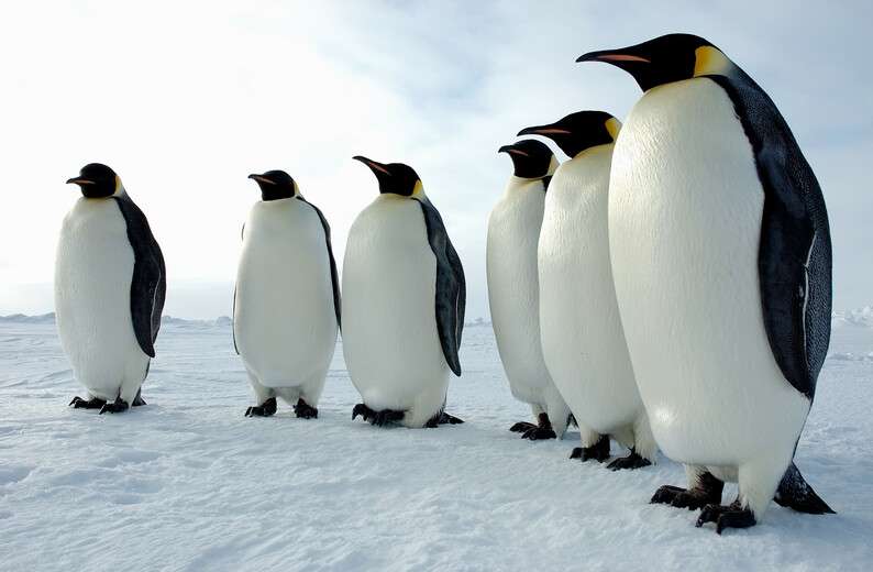 a_majestic_line_of_emperor_penguins_antarctica.jpg