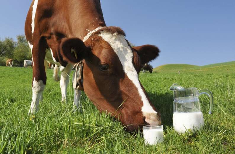 cows-milk.jpg