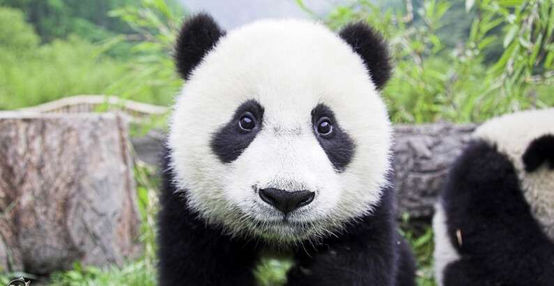 wpapers_ru_medvezhonok-panda.jpg