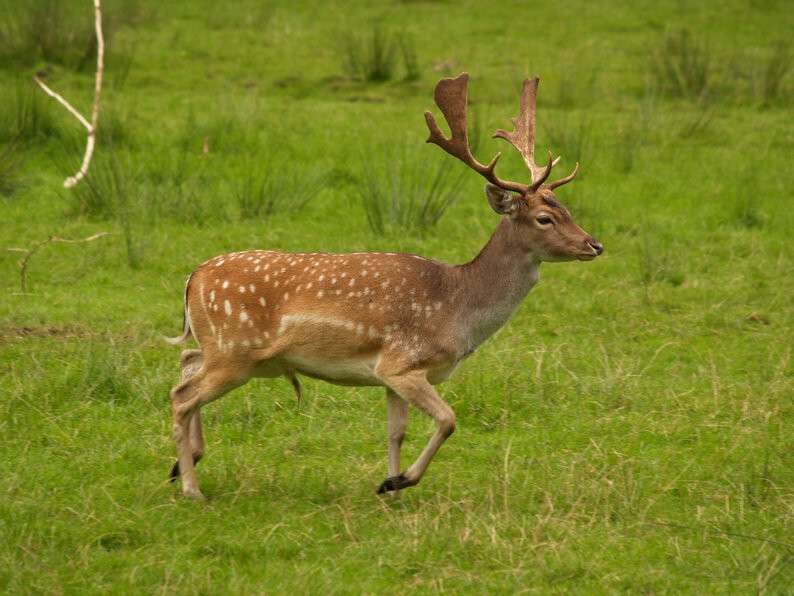 deer.jpg