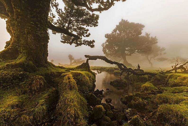 o_fanal_ilha_da_madeira_portugal