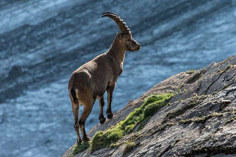 steinbock_14962940265