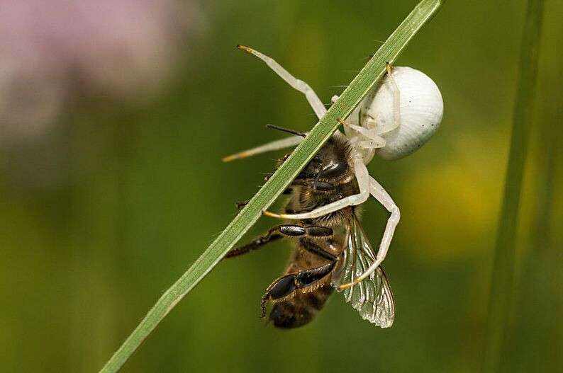 spinne_bratental_ps
