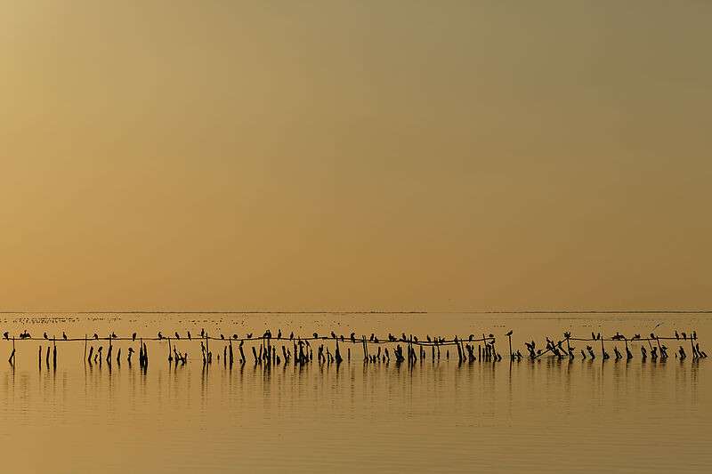 camargue_etang_de_vaccares
