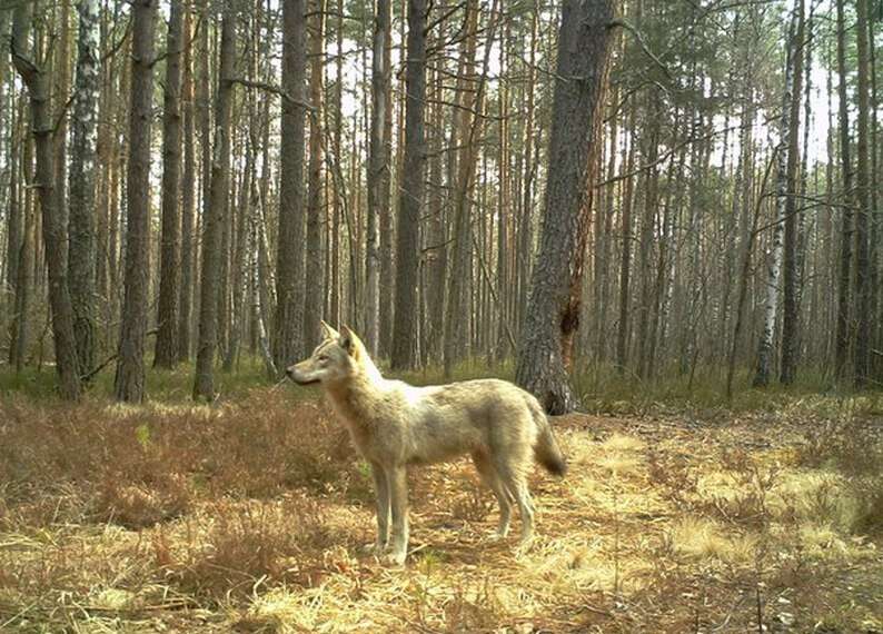 mvntwond1kw.jpg