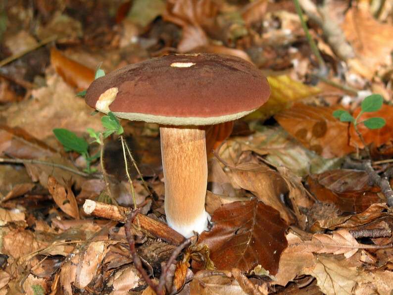 boletus_badius_jpg1.jpg