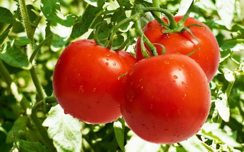 vynoslivye-tomaty-sort-xlynovskij.jpg