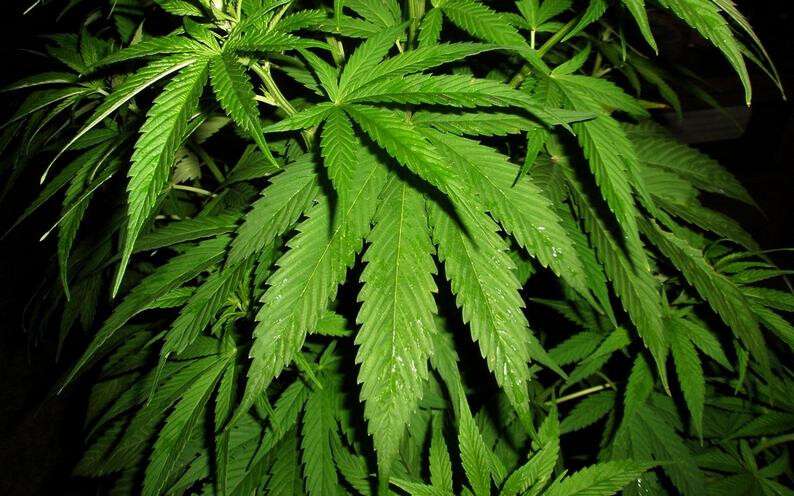 konoplya_kanabis_marihuana_1680x1050.jpg