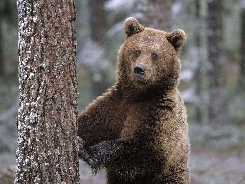 animal-anime-bear-scratching-tree-dojo-200108.jpg